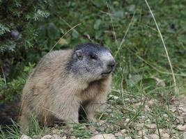 murmeldjur groundhog utanför bo porträtt foto