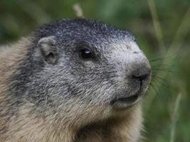 murmeldjur groundhog utanför bo porträtt foto