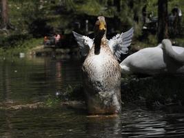 kvinna vild Anka porträtt i de sjö foto