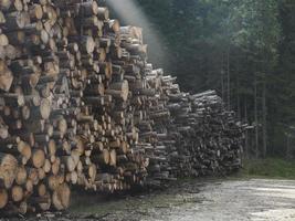 många bark skalbagge sjuklig lärkträd tall träd cutted i dolomiter berg foto