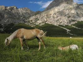 hästar på gräs i dolomiter bergen bakgrund foto