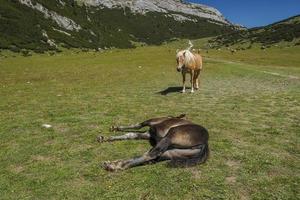 hästar avkopplande på gräs i dolomiter bergen bakgrund foto