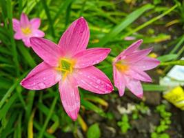 de rosa regn lilja är en arter av växt av de släkte zephyranthes eller regn lilja inföding till peru och colombia. foto