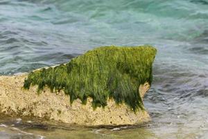 alger på de stenar på de stränder av de medelhavs hav i nordlig israel. foto