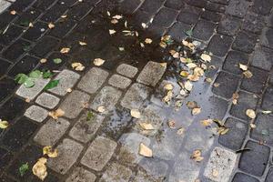 fallen löv och blommor i en stad parkera i israel. foto