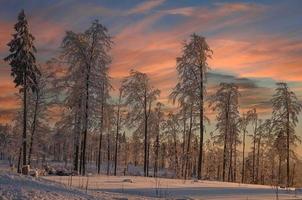 vinter- kväll i bavarian skog ,Tyskland foto