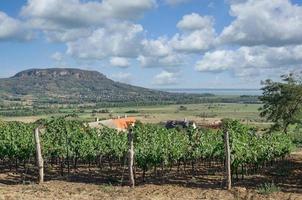 vingård landskap i badacsony, balaton, ungern foto