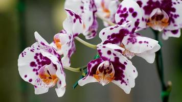 kreativ blommig orkide bakgrund, orkidéer blommor foto