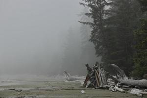 dimmig skog på de strand foto
