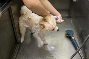 kvinna professionell groomer badning hund på sällskapsdjur spa grooming salong foto