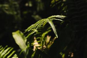 bakgrund grön ormbunke löv i natur skog. foto