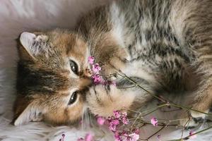 söt skott hetero kattunge och rosa blommor på en vit filt. foto