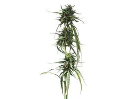 medicinsk marijuana blomma med trichomes och orange hårstrån och löv. de växt cannabis är fullständigt. foto