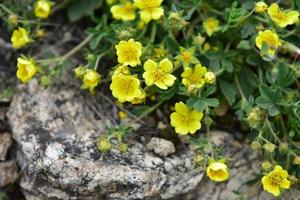 fält gul blommor bland de stenar. skön naturlig bakgrund. foto