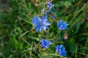 allmänning cikoria eller cikorium intybus. blå cikoria blommor växande i de äng. foto