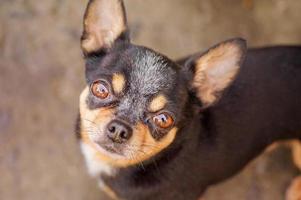 djur, sällskapsdjur. ett vuxen hund utseende in i de ram. hund ras chihuahua tricolor porträtt. foto