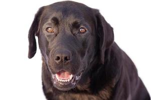 labrador retriever isolera. de hund är svart på en vit bakgrund. djur, sällskapsdjur. foto