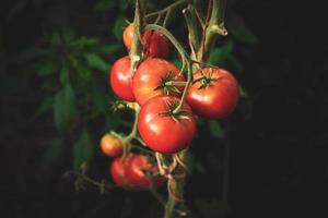 röd tomater växande på vin, närbild foto