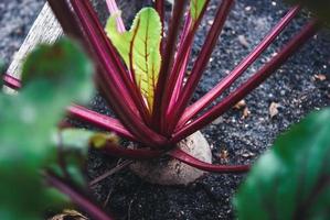 rödbeta växande i organisk hemman vegetabiliska trädgård foto