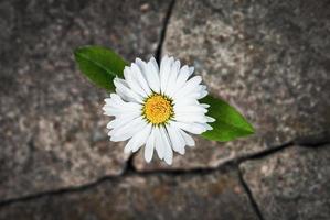 vit blomma växande i knäckt sten, hoppas liv återfödelse elasticitet symbol foto