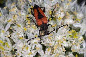 röd och svart beatle insekt på lök blomma foto