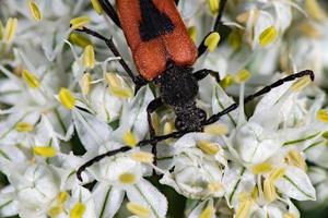 röd och svart beatle insekt på lök blomma foto