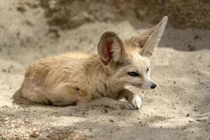 fennec öken- räv porträtt foto