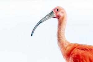 scharlakansrött ibis fågel isolerat på vit foto