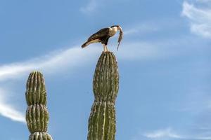cara Cheriway naken falk äter en orm på kaktus foto