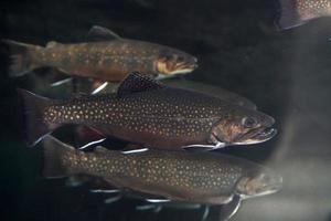 bäck öring under vattnet salvelinus frontinalis färsk vatten foto