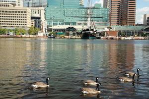 kanadensisk gås simning i baltimore maryland inre hamn foto