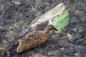 vild Anka i de flod vatten med plast väska foto