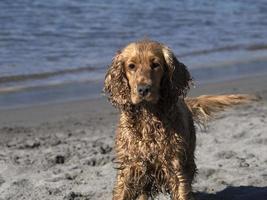 Lycklig hund cockerspaniel spaniel spelar på de strand foto