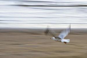 seagulls medan flygande foto