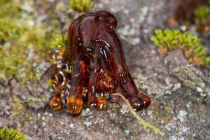 träd naturlig bärnsten harts foto