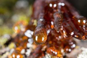 träd naturlig bärnsten harts foto