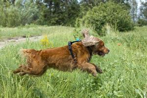 engelsk cockerspaniel spaniel hund Hoppar på grön gräs foto