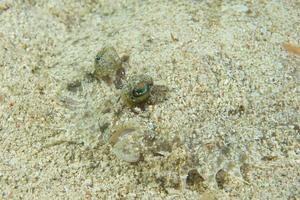 en platt fisk ögon detalj medan dölja i de sand i cebu filippinerna foto