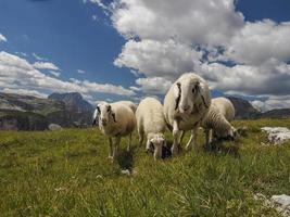 får porträtt på dolomiter bergen bakgrund panorama foto