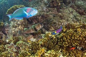 många annorlunda färgrik fiskar medan dykning cabo pulmo baja kalifornien sur mexico foto