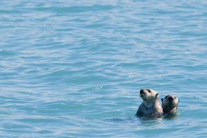 hav utter simning i prins william ljud, alaska foto