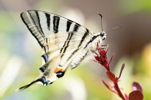 svälja svans fjäril machaon stänga upp porträtt foto