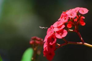 bi landar på en röd blomma foto