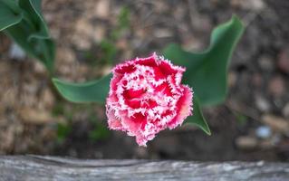 färsk enda tulpan brest frotté frans. blomning tulpan Brest, typ fransad. topp se, platt lägga. selektiv fokus av ett rosa eller lila tulpan i de trädgård. vår och påsk naturlig bakgrund. foto