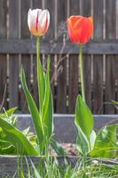 selektiv fokus. tulpaner i de trädgård med grön löv i vit och röd. suddig bakgrund. en blomma den där växer bland de gräs på en värma solig dag. vår och påsk naturlig bakgrund med tulpan. foto