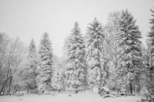 snötäckt hög gran i stad parkera. naturlig svart och vit vinter- snöig bakgrund. foto