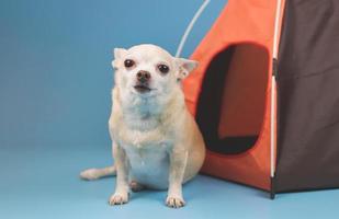 brun kort hår chihuahua hund Sammanträde i främre av orange camping tält på blå bakgrund, ser på kamera. sällskapsdjur resa begrepp. foto