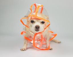 chihuahua hund bär orange och transparent regn täcka eller jacka med huva Sammanträde på vit bakgrund. foto