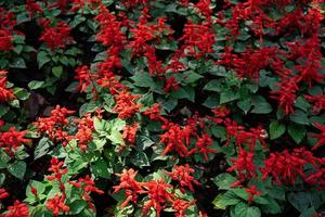 röd blomma spikar och mörk grön löv av röd salvia. salvia splendens eller de scharlakansrött salvia foto