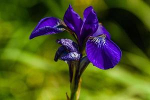 skön violett iris under de Sol ljus foto